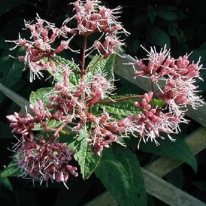 6 x eupatoire pourpre - eupatorium purpureum  - godet 9x9 cm