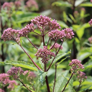 6 x eupatoire pourpre - eupatorium purpureum  - godet 9x9 cm