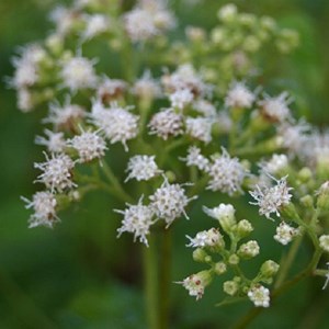 6 x eupatoire à feuilles molles - eupatorium rugosum 'braunlaub' - godet 9x9 cm