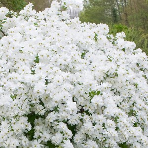2 x voiles de mariée  - exochorda 'the bride'  - 50-60 cm pot