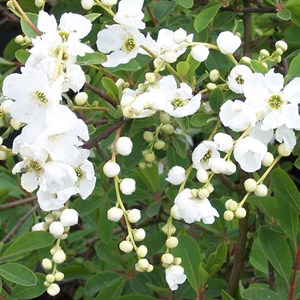2 x voiles de mariée  - exochorda 'the bride'  - 50-60 cm pot