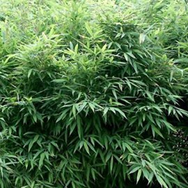 Bambou parapluie  - fargesia murieliae 'bimbo'  - 50- 60 cm pot