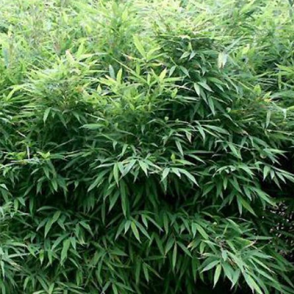 Bambou parapluie - fargesia murieliae 'bimbo' - 50- 60 cm pot