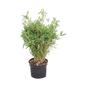 Bambou parapluie  - fargesia murieliae 'bimbo'  - 50- 60 cm pot