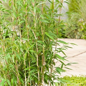 Bambou parapluie  - fargesia murieliae 'jumbo'  - 50- 60 cm pot