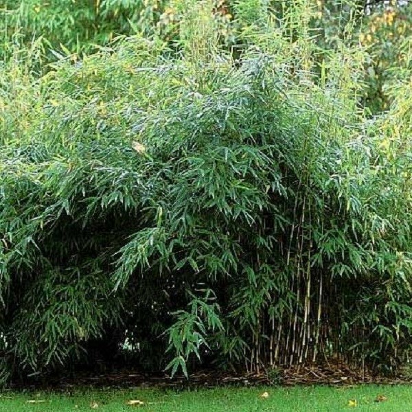 Bambou parapluie - fargesia murieliae 'jumbo' - 60- 80 cm pot