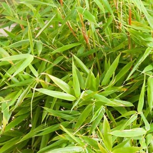 Bambou parapluie  - fargesia murieliae 'simba'  - 50-60 cm pot