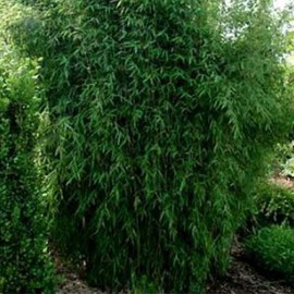 Fargesia nitida 'great wall' - 60- 80 cm pot