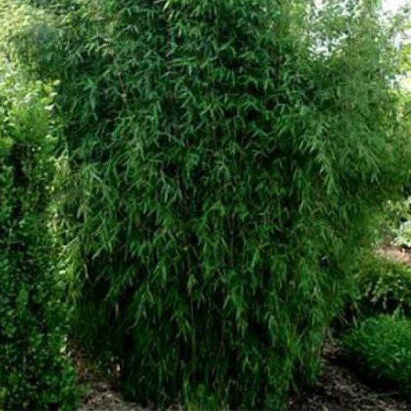 Fargesia nitida 'great wall' - 60- 80 cm pot