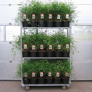 Fargesia nitida 'great wall' - 60- 80 cm pot