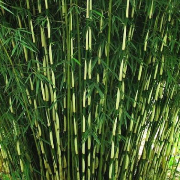 Bambou - fargesia robusta 'pingwu' - 60- 80 cm pot