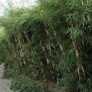 Bambou  - fargesia robusta 'pingwu'  - 60- 80 cm pot