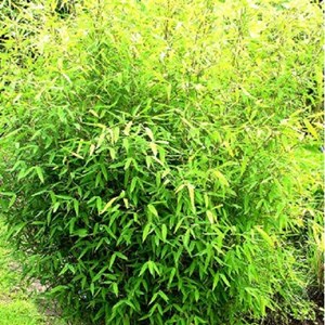 Bambou parapluie  - fargesia murieliae 'rufa'  - 60- 80 cm pot