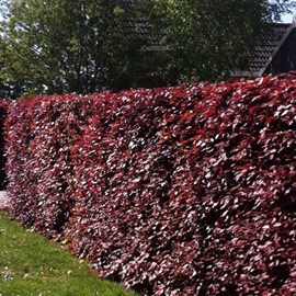 Hêtre fastigié pourpre - fagus sylvatica 'atropunicea' - 25 x 40-60 cm racines