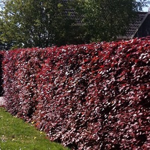 Hêtre fastigié pourpre - fagus sylvatica 'atropunicea' - 25 x 40-60 cm racines