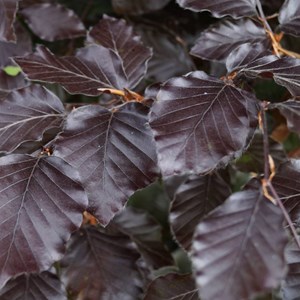 Hêtre fastigié pourpre - fagus sylvatica 'atropunicea' - 25 x 40-60 cm racines