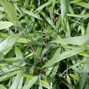 Bambou  - fargesia scabrida 'asian wonder'  - 60- 80 cm pot