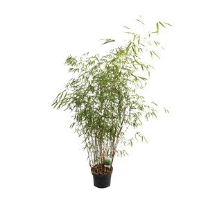 Bambou  - fargesia scabrida 'asian wonder'  - 60- 80 cm pot