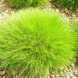 6 x fétuque de gautier - festuca gautieri  - godet 9x9 cm