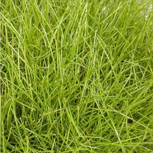 6 x fétuque de gautier - festuca gautieri  - godet 9x9 cm