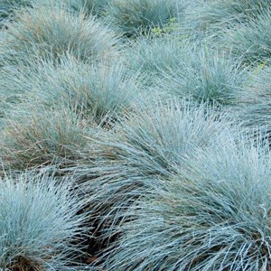 6 x fétuque bleue  - festuca glauca 'elijah blue'  - godet 9x9 cm