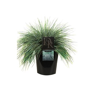 6 x fétuque bleue  - festuca glauca 'elijah blue'  - godet 9x9 cm