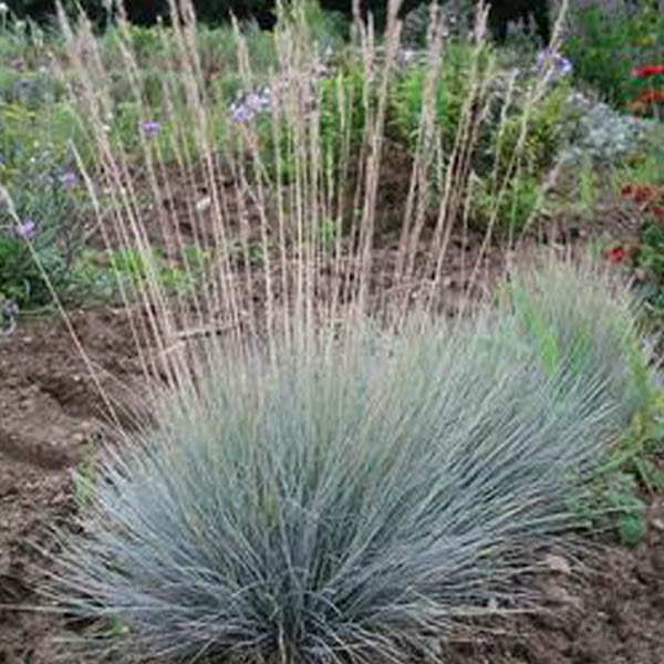 6 x fétuque bleue - festuca glauca - godet 9x9 cm