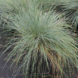 6 x fétuque bleue - festuca glauca  - godet 9x9 cm