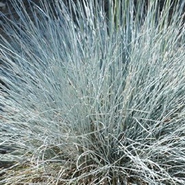 6 x fétuque bleue  - festuca glauca 'uchte'  - godet 9x9 cm