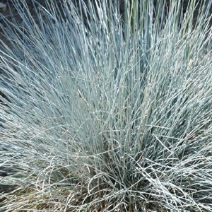 6 x fétuque bleue  - festuca glauca 'uchte'  - godet 9x9 cm