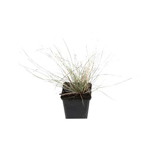 6 x fétuque bleue  - festuca glauca 'uchte'  - godet 9x9 cm