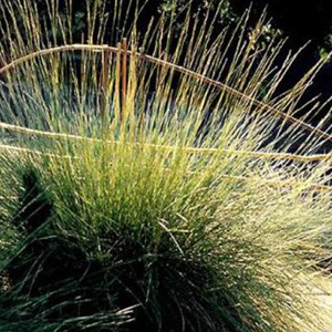 6 x fétuque mairei - festuca mairei  - godet 9x9 cm