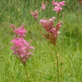 6 x reine des près - filipendula purpurea  - godet 9x9 cm