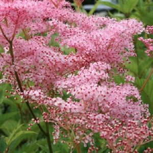 6 x reine des près  - filipendula rubra 'venusta'  - godet 9x9 cm