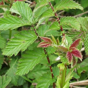 Reine des près - filipendula ulmaria  - godet 9x9 cm