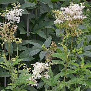 Reine des près - filipendula ulmaria  - godet 9x9 cm
