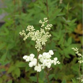 6 x reine des près  - filipendula ulmaria 'plena'  - godet 9x9 cm