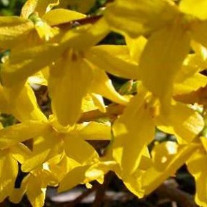 2 x mimosa de paris  - forsythia intermedia 'minigold'  - 50-60 cm pot