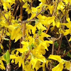 2 x mimosa de paris  - forsythia intermedia 'minigold'  - 50-60 cm pot