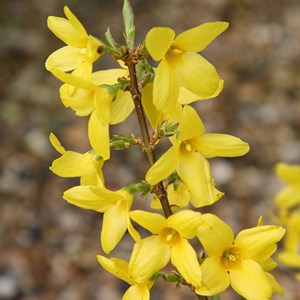 2 x mimosa de paris  - forsythia intermedia 'lynwood'  - 50-60 cm pot