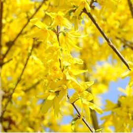 2 x mimosa de paris  - forsythia intermedia 'lynwood'  - 50-60 cm pot