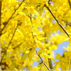 2 x mimosa de paris  - forsythia intermedia 'lynwood'  - 50-60 cm pot