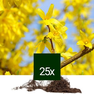Mimosa de paris - racine nue - forsythia intermedia - 25 x 60-90 cm racines