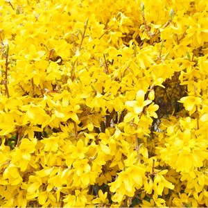 Mimosa de paris - racine nue - forsythia intermedia - 25 x 60-90 cm racines