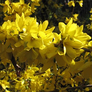 2 x mimosa de paris  - forsythia intermedia 'spectabilis'  - 50-60 cm pot
