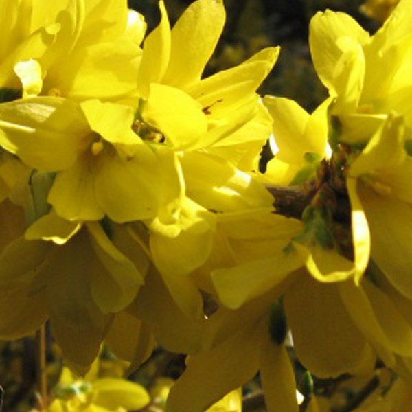 Arborix - 2 x mimosa de paris  - forsythia intermedia 'spectabilis'  - 50-60 cm pot