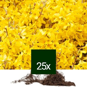 Mimosa de paris - racine nue - forsythia intermedia 'spectabilis' - 25 x 60-90