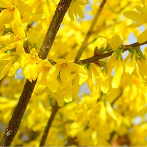 Mimosa de paris - racine nue - forsythia intermedia 'spectabilis' - 25 x 60-90