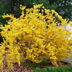 2 x mimosa de paris  - forsythia intermedia 'week end'  - 50-60 cm pot