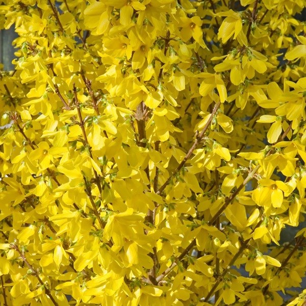 Arborix - 2 x mimosa de paris  - forsythia intermedia 'week end'  - 50-60 cm pot